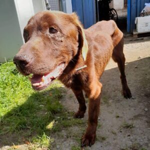 Nalezený pes – Horní Ves