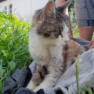 Nalezený kocour – Pelhřimov