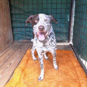 Nalezený pes – Proseč pod Křemešníkem