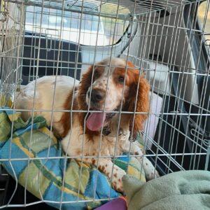 Nalezený pes – Rynárec