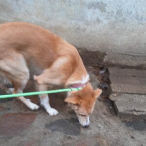 Nalezená fena – Pelhřimov