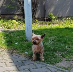 Nalezená fena – Pelhřimov