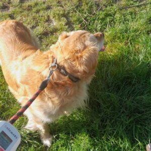 Odchycený pes – u Strměch