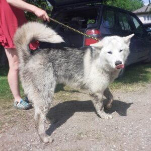 Nalezený pes – Želiv